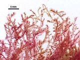 5 - Dettaglio delle porzioni apicali